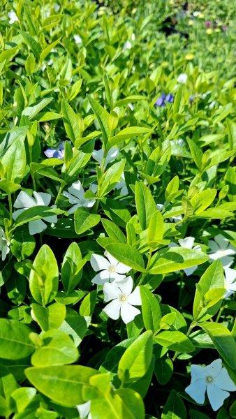 BARVÍNEK - VINCA MINOR ALBA