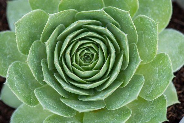 NETŘESK – SEMPERVIVUM BIG SAM JUMBO GREEN