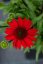 ECHINACEA SUNMAGIC FANTASTIC SCARLET