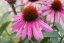 TŘAPATKA NACHOVÁ -  ECHINACEA RŮŽOVÁ