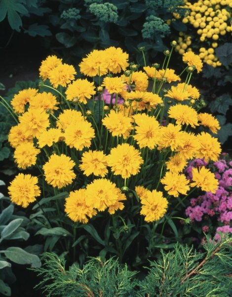 KRÁSNOOČKO - COREOPSIS GRANDIFLORA EARLY SUNRISE YELLOW DOUBLE