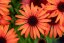ECHINACEA SUNMAGIC VINTAGE ORANGE