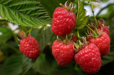 MALINA STÁLEPLODÍCÍ - RUBUS IDAEUS HERITAGE