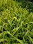 CHRASTICE RÁKOSOVITÁ - PHALARIS ARUNDINACEA ARCTIC SUN