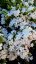 PHLOX PANICULATA EARLY WHITE ®