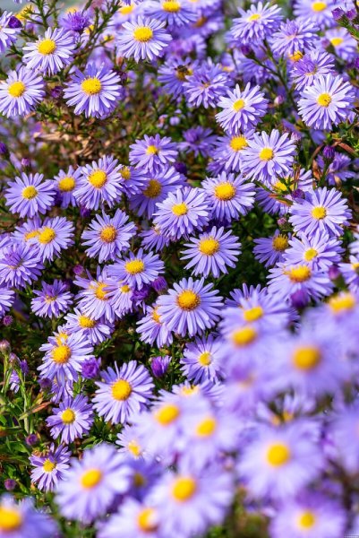 ASTRA PODZIMNÍ – ASTER DUMOSUS PROF. ANTON KIPPENBERG
