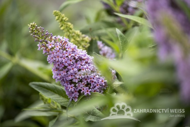 MOTÝLÍ KEŘ - BUDDLEJA DAVIDII BUTTERFLY CANDY LITTLE LILA