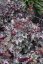 HEUCHERA WORLD CAFFE CORRETTO