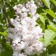 ŠEŘÍK OBECNÝ - SYRINGA VULGARIS  KRASAVITSA MOSKVY