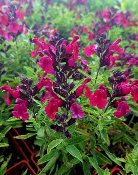 SALVIA GREGGII MIRAGE BURGUNDY