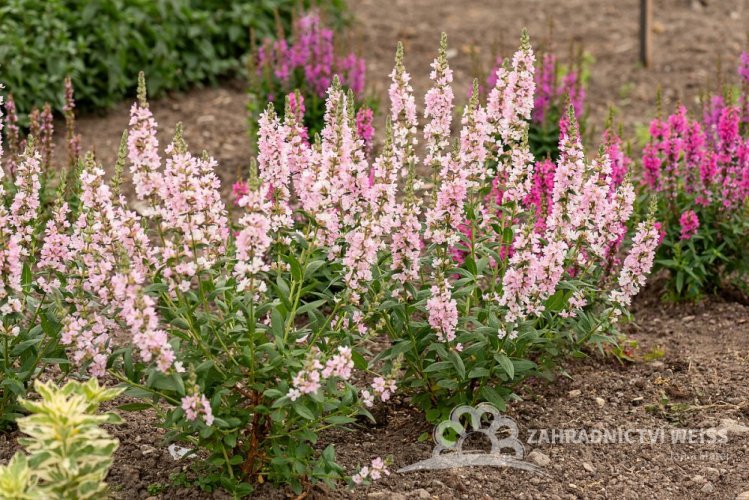 KYPREJ - LYTHRUM BLUSH