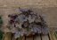 HEUCHERELLA HYB. PLUM CASCADE