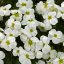 TAŘIČKA - AUBRIETA HYBRIDA - AXCENT WHITE