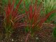 IMPERATA CYLINDRICA - IMPERÁTA VALCOVITÁ