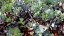 SEDUM HYBR. BERTRAM ANDEROSON