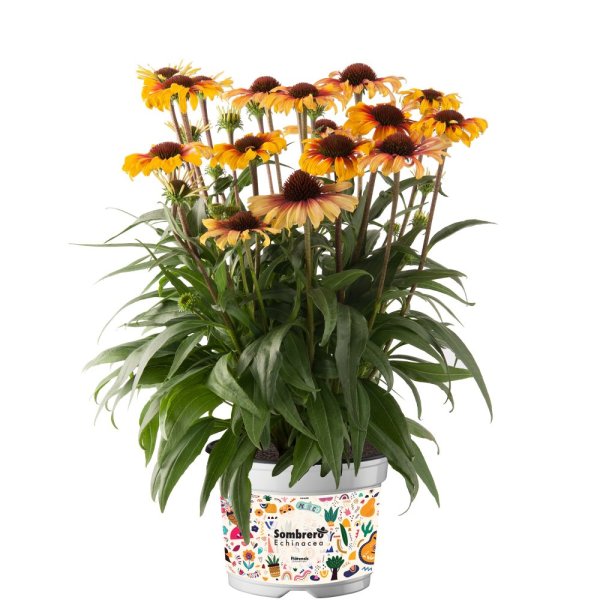 ECHINACEA PURPUREA SOMBRERO SPECIAL YELLOW RED