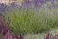 LEVANDULA ANGUSTIFOLIA - DWARF SILVER