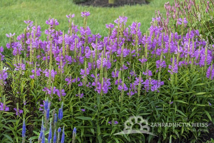 ŘETĚZOVKA RŮŽOVÁ - PHYSOSTEGIA VIVID