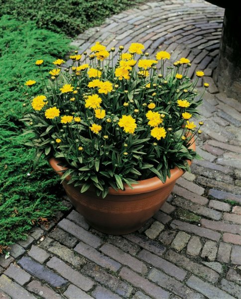 KRASNOOČKO - COREOPSIS EARLY SUNRISE