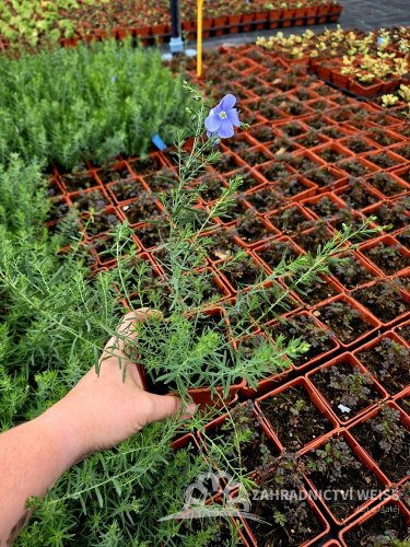 LEN VYTRVALÝ - LINUM PERENNE NANUM BLUE SAPPHIRE