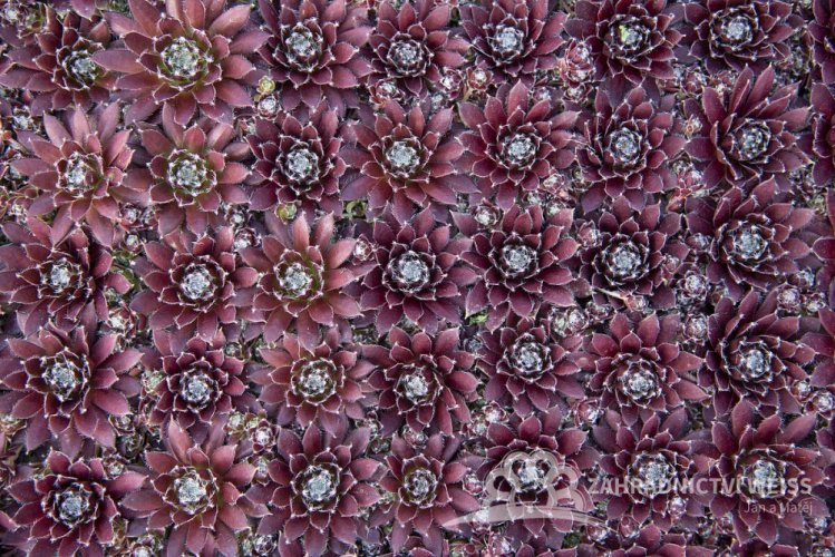 NETŘESK - SEMPERVIVUM HYB. CASSIOPEA
