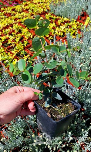 EUKALYPTUS - EUCALYPTUS STUARTIANA