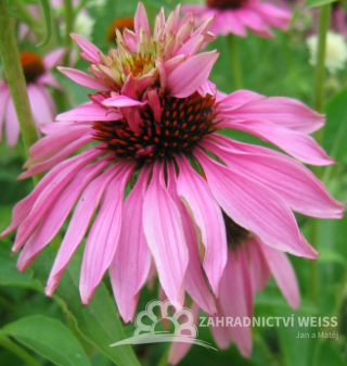 ECHINACEA PURPUREA - "DOUBLE DECKER"