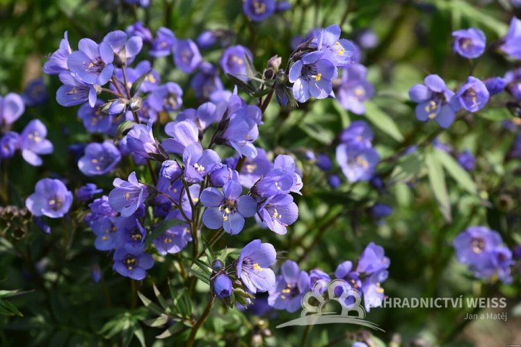 JIRNICE - POLEMONIUM HEAVEN SCENT