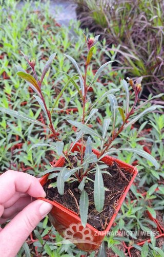 GAURA FLAMINGO PINK