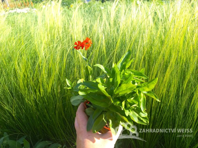 KOHOUTEK PLAMENY – LYCHNIS CHALCEDONICA SCARLET