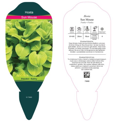 HOSTA HYBRIDA SUN MOUSE