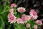ASTRANTIA MAJOR ROMA – JARMARKA VĚTŠÍ