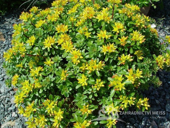 SEDUM FLORIFERUM