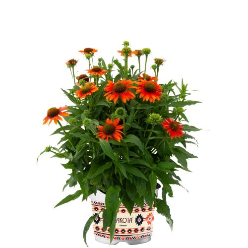 ECHINACEA LAKOTA ORANGE
