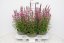 KYPREJ - LYTHRUM LUMINARA HOT PINK