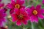 KRÁSNOOČKO - COREOPSIS VERTICILLATA RUBY RED