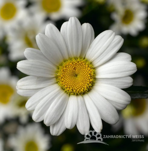 KOPRETINA - LEUCANTHEMUM WESTERN STAR LEO