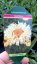 KOPRETINA - LEUCANTHEMUM "GOLDFINCH" ®