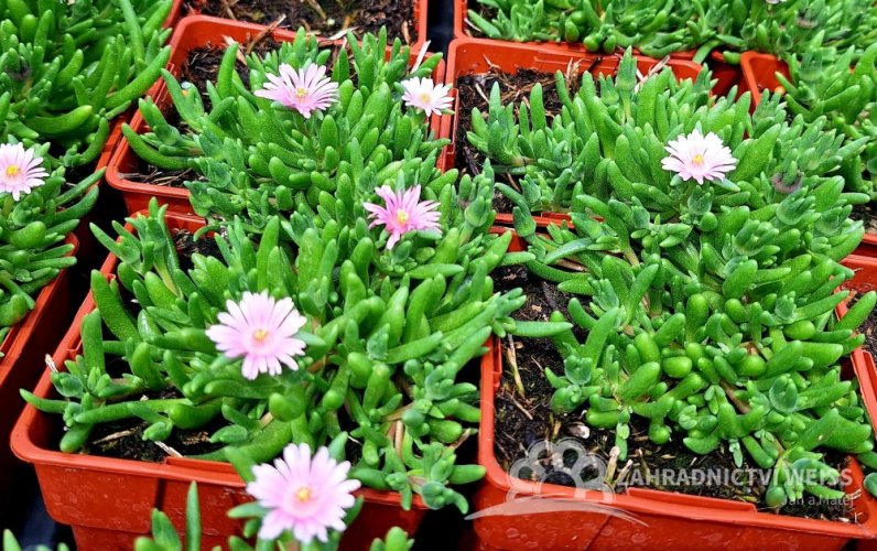 DELOSPERMA CULTIVARS LIDO PINK