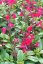 SALVIA GREGGII MIRAGE CHERRY