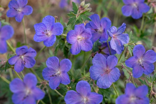 KAKOST - GERANIUM HYBRIDA JOHNSON´S BLUE