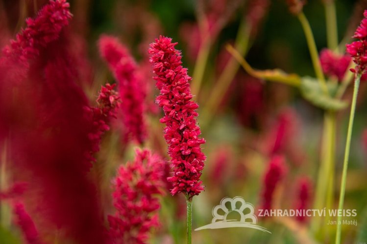 RDESNO - PERSICARIA AMPLEXICAULIS FAT DOMINO ®