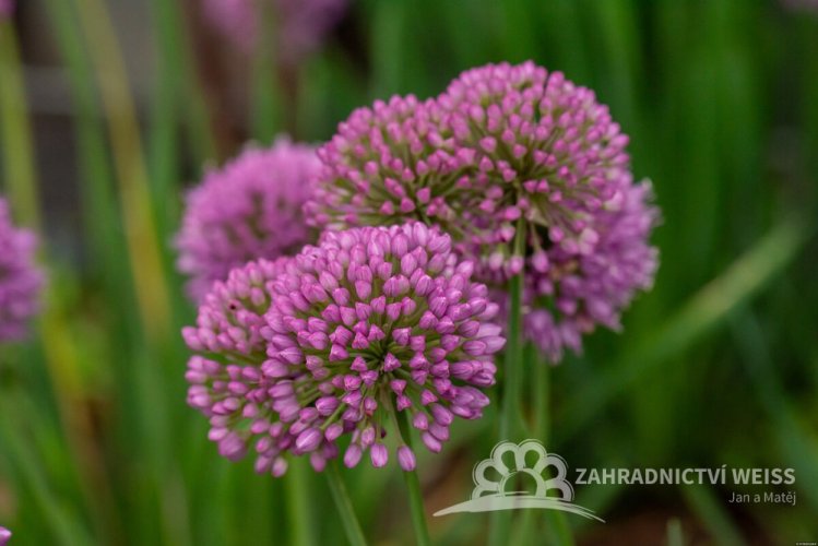 OKRASNÝ ČESNEK - ALLIUM HYBRIDA SERENDIPITY