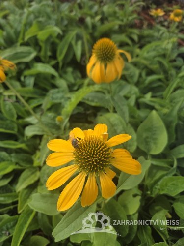 ECHINACEA PURP. PRAIRIE BLAZE GOLDEN YELLOW