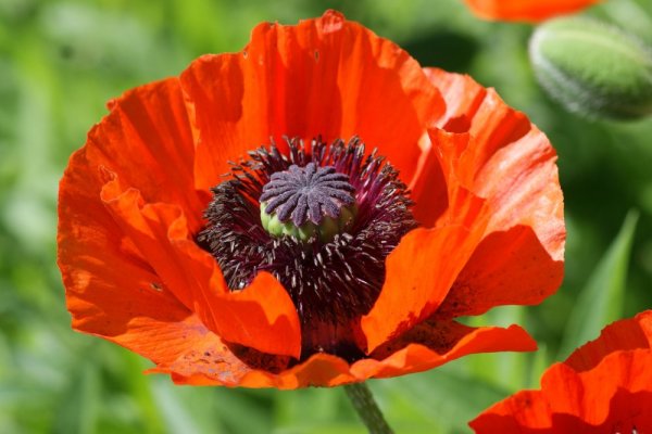 MÁK VÝCHODNÍ - PAPAVER ORIENTALE  'BEAUTY OF LIVERMERE'