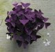 OXALIS TRIANGULARIS - ŠTAVEL