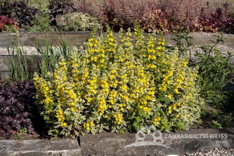 VRBINA - LYSIMACHIA ALEXANDER