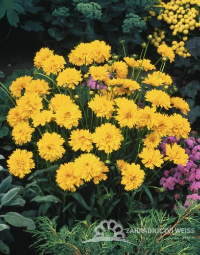 KRÁSNOOČKO - COREOPSIS GRANDIFLORA EARLY SUNRISE YELLOW DOUBLE