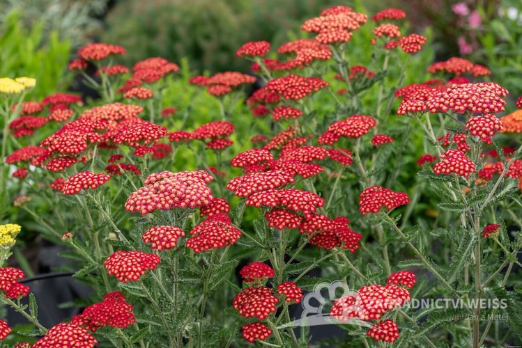 ACHILLEA MILEFOLIUM SASSY SUMMER SANGRIA