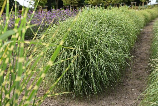 MISCANTHUS SINENSIS - LITTLE ZEBRA